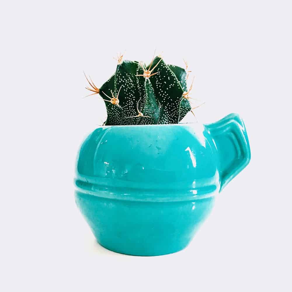 Lotos z zielonej gleby